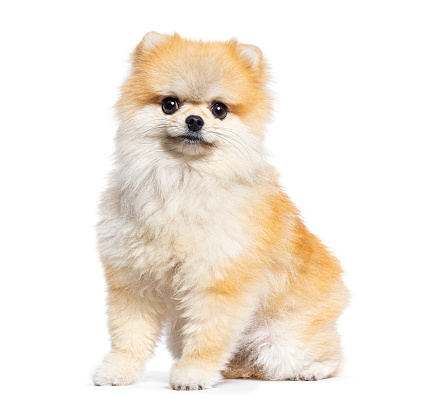 Cute Pomeranian dog looking at the camera, isolated on white