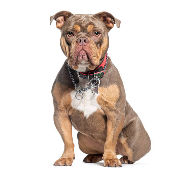 American Bully wearing many collar looking at camera, isolated on white American Bully wearing many collar looking at camera, isolated on white american bully dog stock pictures, royalty-free photos & images