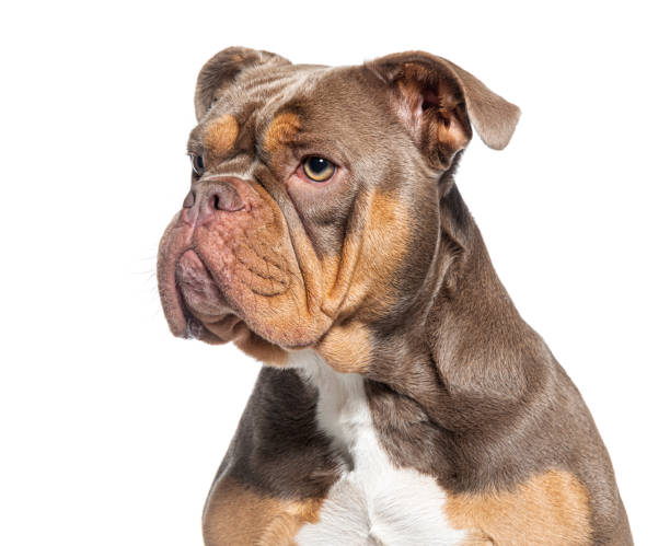 istock head shot of a American Bully, isolated on white 1445767966