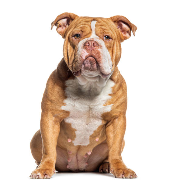 istock Sitting American Bully dog looking at camera, isolated on white 1445767967