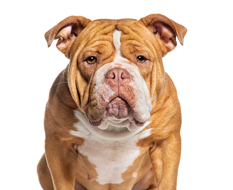 head shot of a American Bully dog facing at the camera, isolated on white