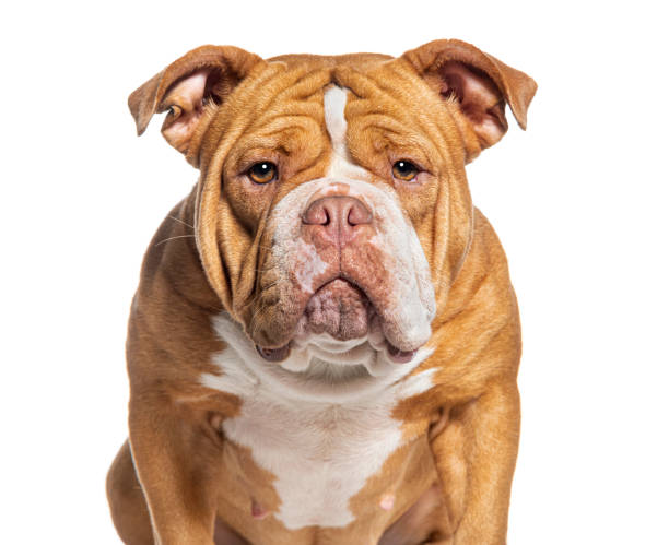 head shot of a American Bully dog facing at the camera, isolated on white head shot of a American Bully dog facing at the camera, isolated on white american pit bull terrier stock pictures, royalty-free photos & images
