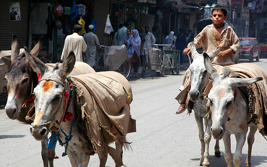 Peshawar, Khyber Pakhtunkhwa / Pakistan - Aug 15 2005: Boy riding a donkey in Peshawar, Pakistan. He is herding donkeys along a street in Peshawar.