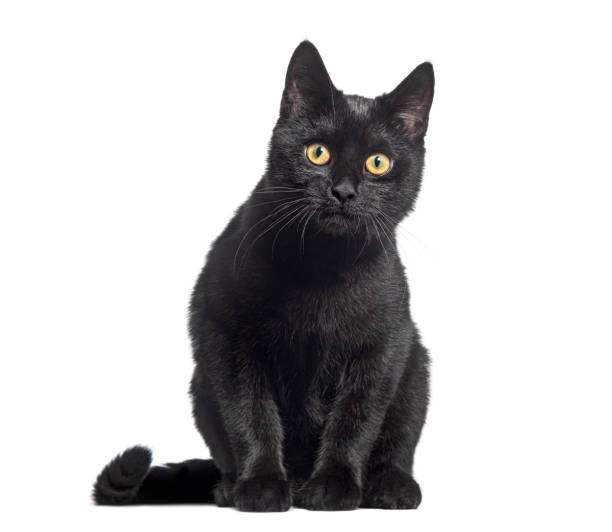 istock Sitting Black Kitten crossbreed cat, looking at the camera, isolated on white 1445769925