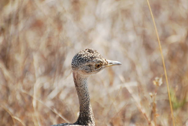 istock Collection Of Nature 1445769976