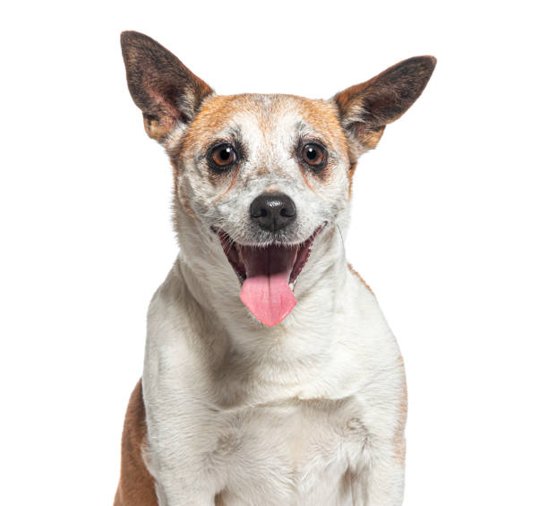 istock head shot of a Old Jack Russell Terrier panting, isolated on white 1445770016