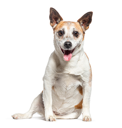 Old Jack Russell Terrier panting and facing the camera, isolated on white