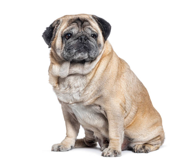 istock Seven Years old Pug dog graying sitting, isolated on white 1445770057