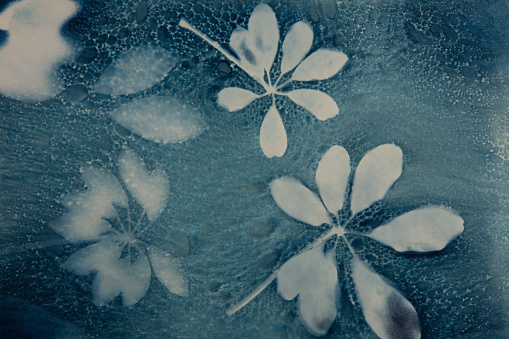 Cyanotype blue print