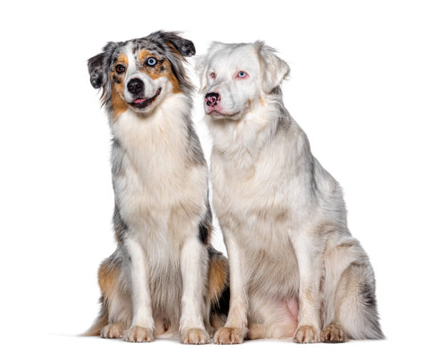 istock Blue and double merle Australian Shepherd dog together, isolated on white 1445770131