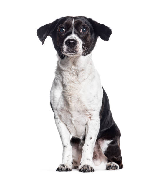istock Crossbreed dog with a jack russell , isolated on white 1445770140