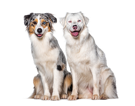 Blue and double merle Australian Shepherd dog together looking at the camera, isolated on white
