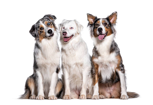 istock Blue and double merle Australian Shepherd, isolated on white 1445770180