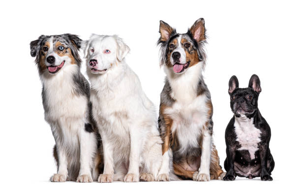 istock Blue and double merle Australian Shepherd and bulldog, isolated on white 1445770191
