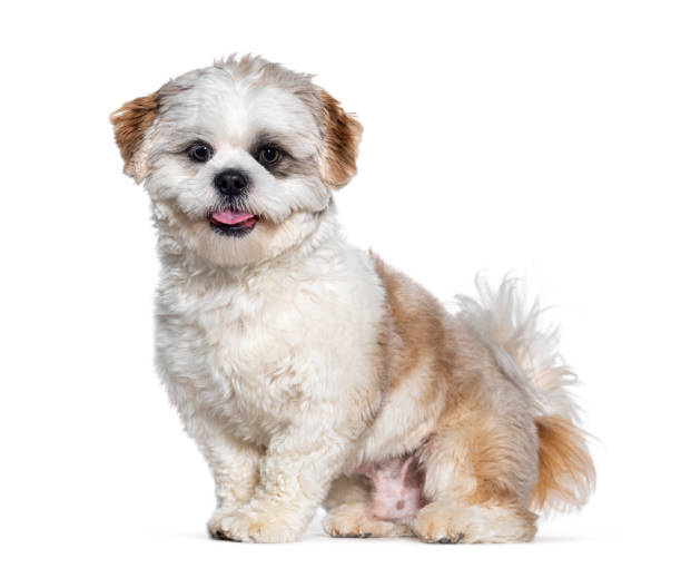 istock Sitting Shih Tzu panting, isolated on white 1445770988