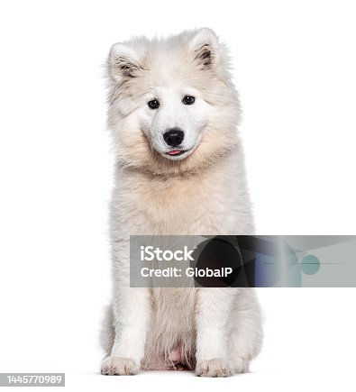 istock Puppy four months old Samoyed, isolated on white 1445770989