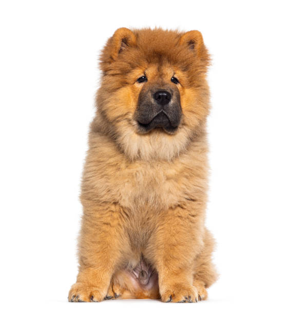 chiot de trois mois chow-chow dog, isolé sur blanc - chow photos et images de collection