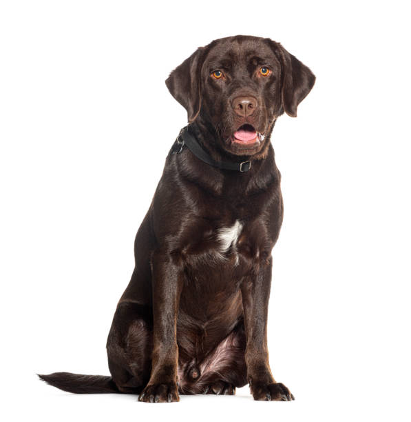 istock Chocolate labrador Retriever weraing a dog collar panting mouth open, isolated on white 1445773361