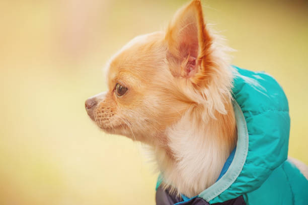 istock Chihuahua profile. A young dog one year old in a jacket for a walk. 1445773977