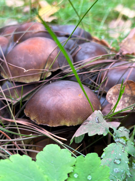 grzyby hymenogastraceae rosną w trawie na polanie w jesiennym zbliżeniu lasu. - 11310 zdjęcia i obrazy z banku zdjęć