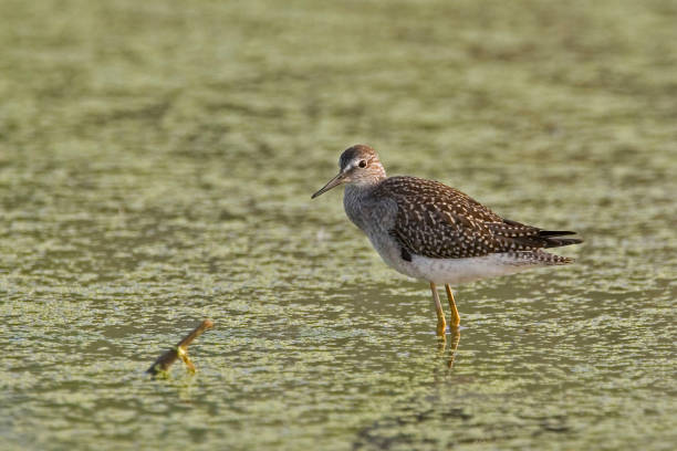 istock Lesser Yellowlegs, Tringa flavipes, relaxed in marsh 1445775468