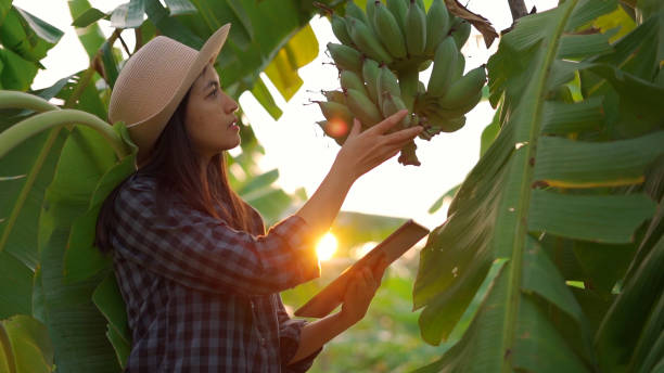 Young woman farmer monitoring orchard and sends data to the cloud from the tablet. stock photo