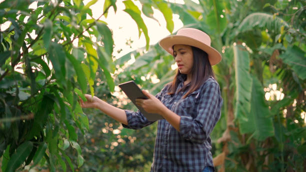 Young woman farmer monitoring orchard and sends data to the cloud from the tablet. stock photo
