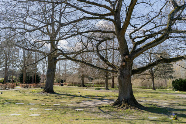 istock Cemetery. Old cemetery in the park. Copenhagen. Denmark. 1445777538
