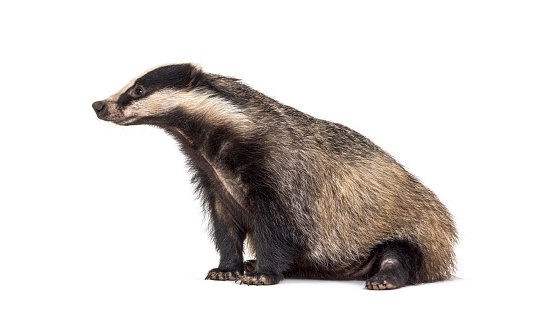 side view European badger, six months old