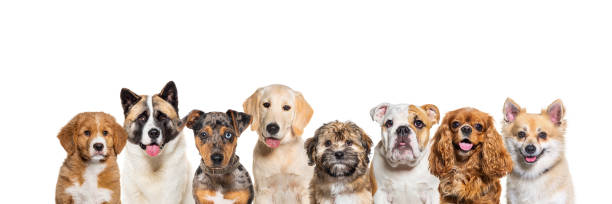6 개월 된 빨간 멀과 이상한 눈 강아지 잭 러셀 테리어, 흰색으로 고립 - dog mixed breed dog group of animals small 뉴스 사진 이미지