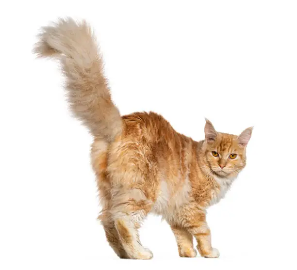 Rear view of a Young ginger maine coon cat walking looking at he camera, isolated on white