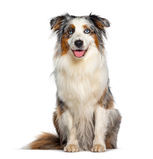 istock Blue merle australian shepherd panting mouth open facing at the camera, isolated on white 1445780724