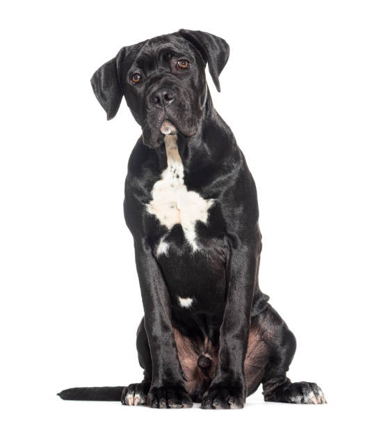Puppy, five months old, Cane corso, isolated on white Puppy, five months old, Cane corso, isolated on white cane corso stock pictures, royalty-free photos & images