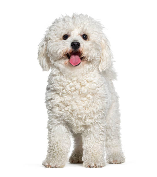 istock Brichon frise panting mouth open facing at he camera, isolated on white 1445780934