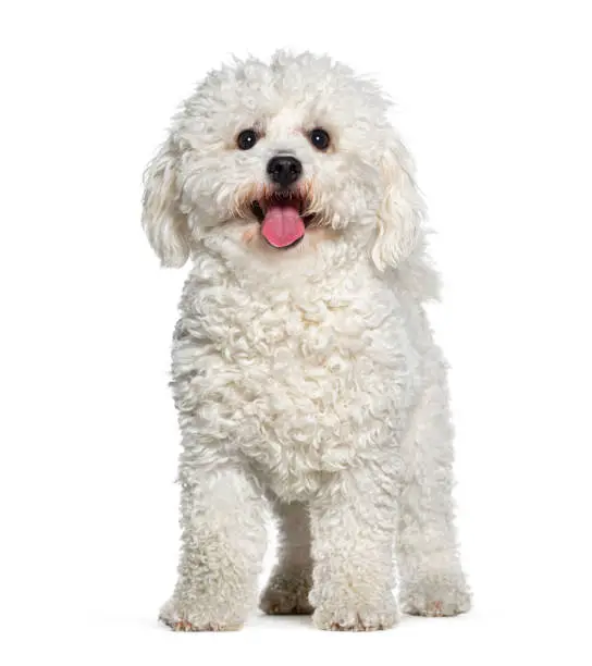 Brichon frise panting mouth open facing at he camera, isolated on white