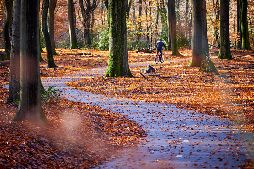 Cycle path through autumn forest. The trees are overgrown with moss. Leaves have the colors yellow, green, red and brown. On the ground is full of leaves. A man rides his mountain bike on the bike path.