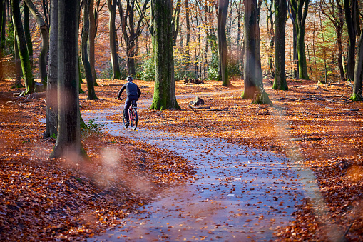 Cycle path through autumn forest. The trees are overgrown with moss. Leaves have the colors yellow, green, red and brown. On the ground is full of leaves and branches. A man rides his mountain bike on the bike path.