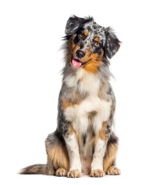 Photo of Blue merle australian shepherd panting mouth open looking at the camera, isolated on white