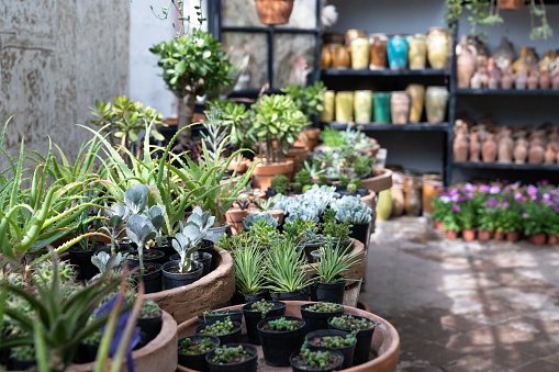 Plant shop with houseplants potted succulents on table in foreground and glass vases on shelf near concrete wall. Sale of sprouts and seeds for home greenhouses or apartment interior decoration