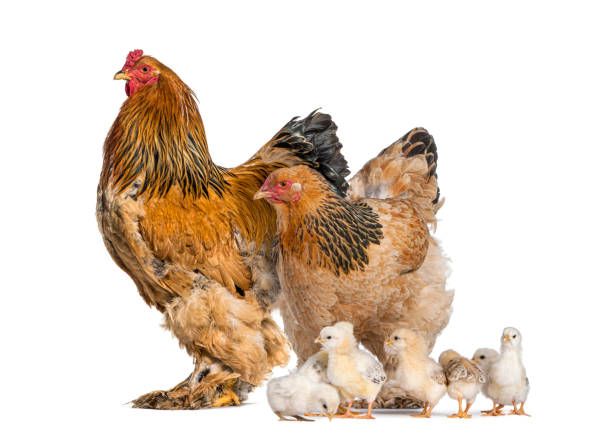 istock Brahma Rooster and hen, chicken, standing with chicks, isolated on white 1445781345