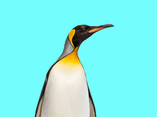 istock King penguin standing in front of a blue background 1445781350