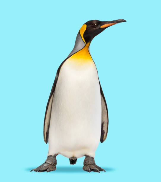 istock King penguin standing in front of a blue background 1445781351