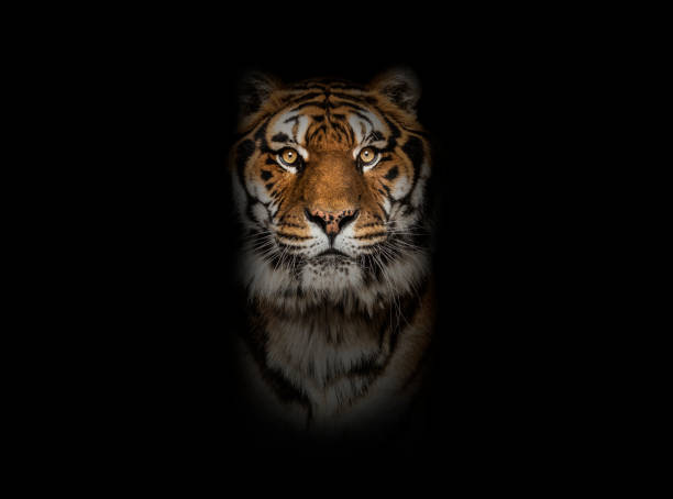 tiger looking at the camera on a black background - 虎 個照片及圖片檔