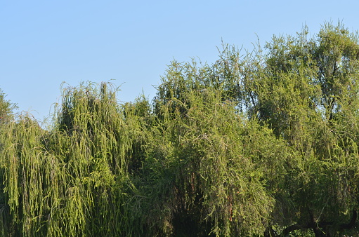 Trees of bottle brush, Callistemon Myrtaceae rose garden Chandigarh India. Beauty in nature. Greenery.