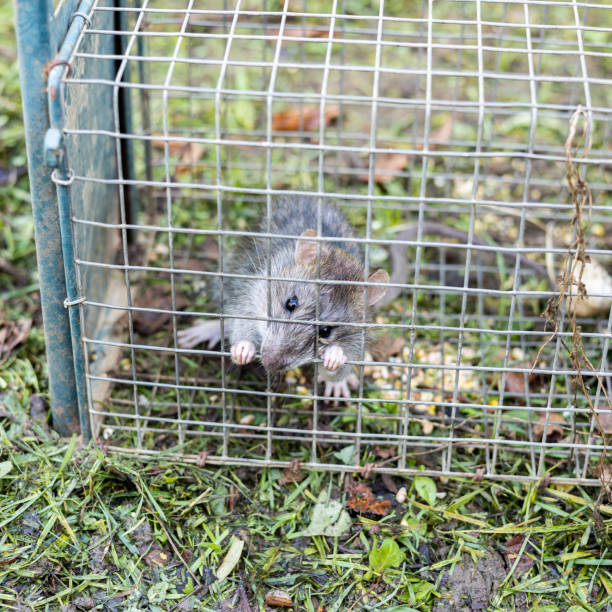 istock living rat trapped in an iron cage 1445784806