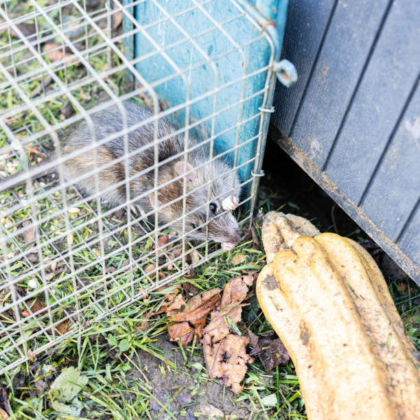 istock living rat trapped in an iron cage 1445784807