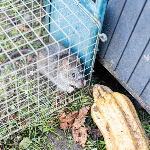 istock living rat trapped in an iron cage 1445784818