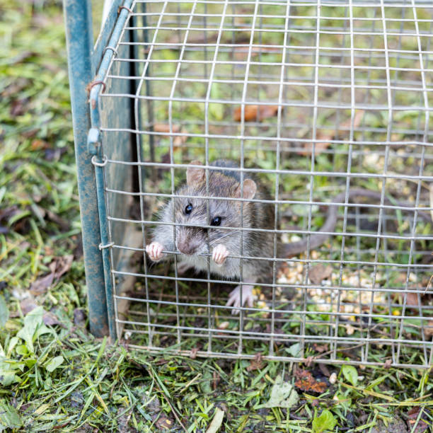 istock living rat trapped in an iron cage 1445784824