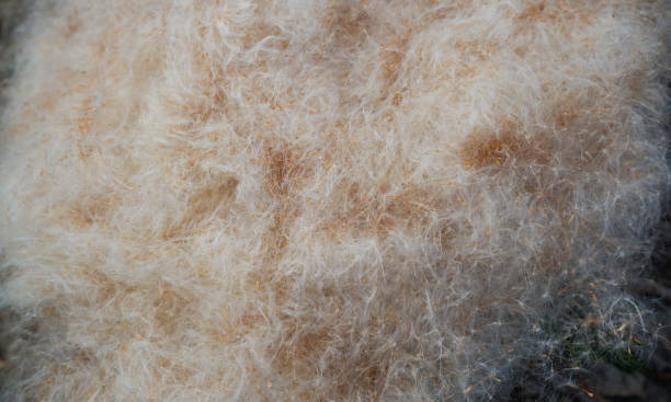istock Natural background. Reed fluff with grains. Mature reeds. 1445785834