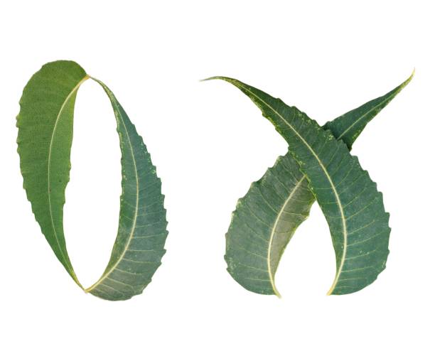 흰색 배경에 격리된 두 개의 님 녹색 잎 디자인. 텍스트를 배치합니다. 녹색 잎은 텍스트 영역을 교차하고 둥글게 배열됩니다. 님 잎으로 잘못된 표시 - nature symmetry herbal medicine green 뉴스 사진 이미지